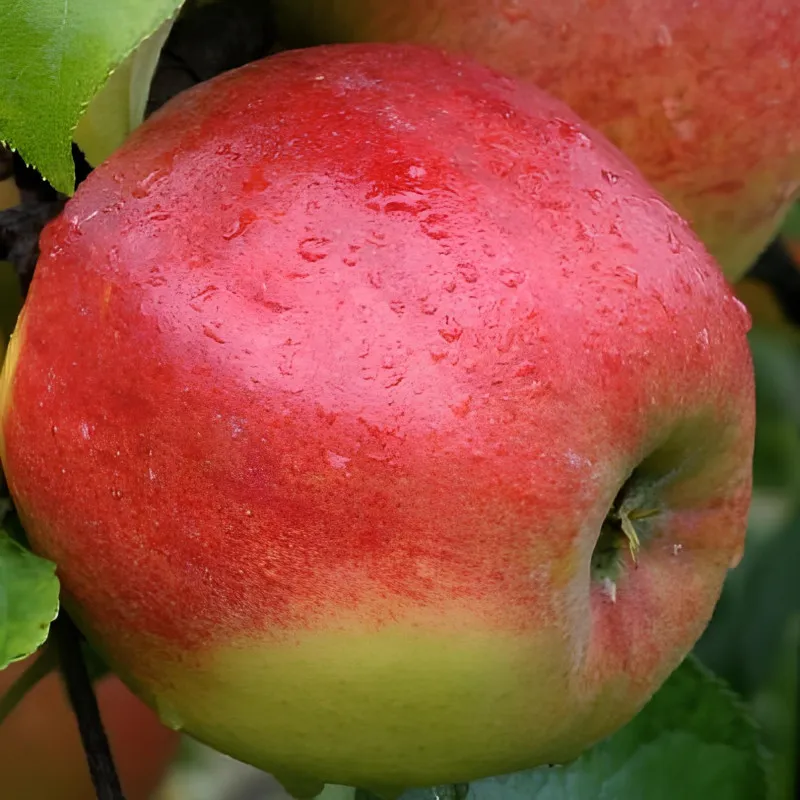 Scion de Pommier Jonagold cultivé dans le Tarn - assez résistant tavelure - compatible Agriculture Biologique