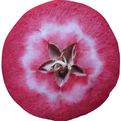 Scion de Pommier Maggy cultivé dans le Tarn - assez résistant tavelure - compatible Agriculture Biologique