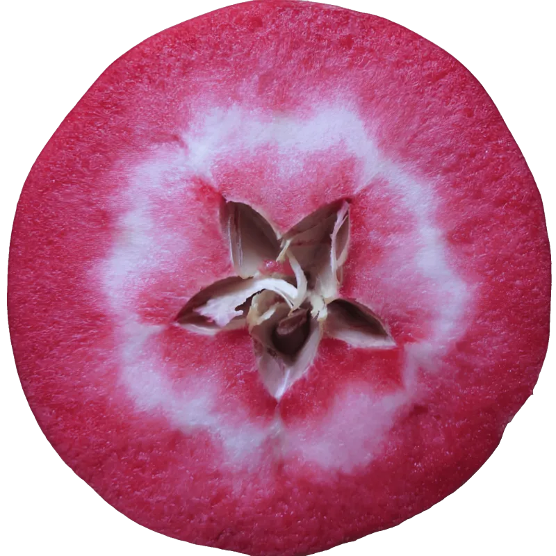 Scion de Pommier Maggy cultivé dans le Tarn - assez résistant tavelure - compatible Agriculture Biologique