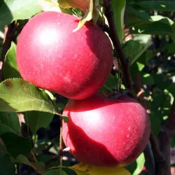 Scion de Pommier Melrose cultivé dans le Tarn - assez résistant tavelure - compatible Agriculture Biologique