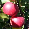 Scion de Pommier Melrose cultivé dans le Tarn - assez résistant tavelure - compatible Agriculture Biologique