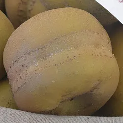 Scion de Pommier Patte de Loup cultivé dans le Tarn - assez résistant tavelure - compatible Agriculture Biologique