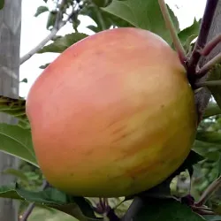 Scion de Pommier Reinette de Brive cultivé dans le Tarn - assez résistant tavelure - compatible Agriculture Biologique
