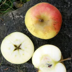 Scion de Pommier Reinette dorée cultivé dans le Tarn - assez résistant tavelure - compatible Agriculture Biologique
