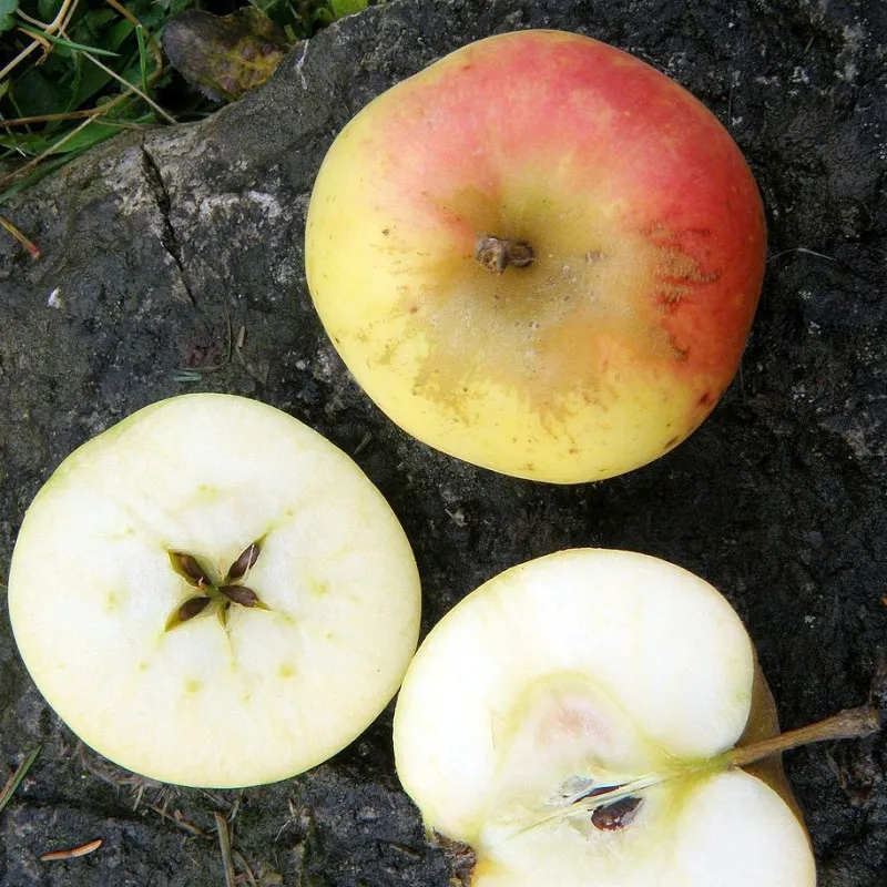 Scion de Pommier Reinette dorée cultivé dans le Tarn - assez résistant tavelure - compatible Agriculture Biologique
