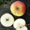 Scion de Pommier Reinette dorée cultivé dans le Tarn - assez résistant tavelure - compatible Agriculture Biologique