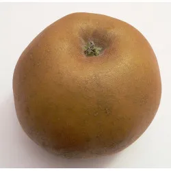 Scion de Pommier Reinette du Canada cultivé dans le Tarn - assez résistant tavelure - compatible Agriculture Biologique