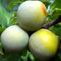 Scion de Prunier Reine-Claude de Bavay cultivé dans le Tarn - résistant aux maladies - compatible Agriculture Bio