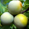 Scion de Prunier Reine-Claude de Bavay cultivé dans le Tarn - résistant aux maladies - compatible Agriculture Bio