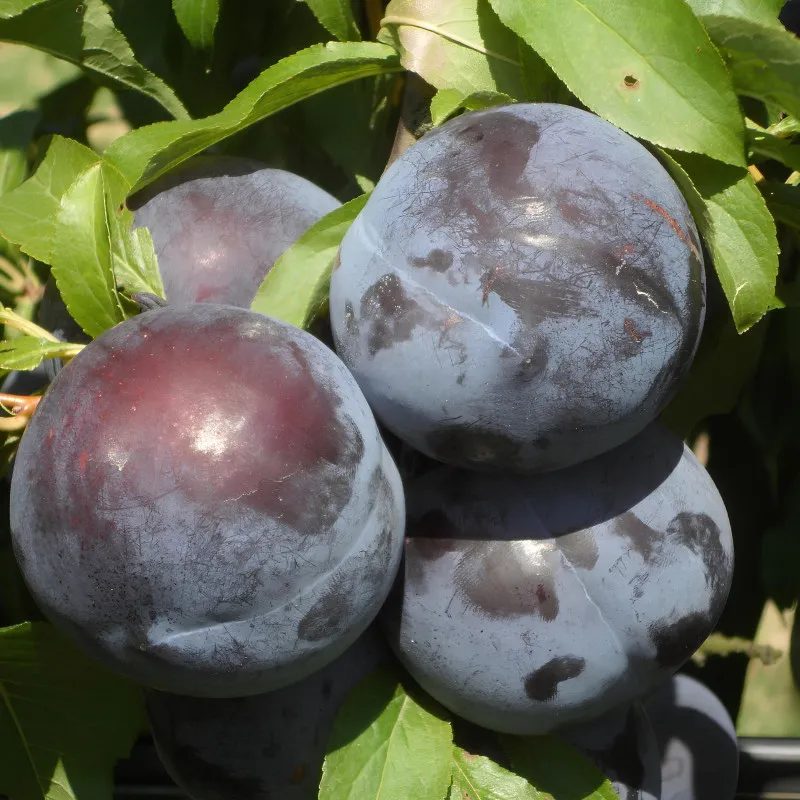 Scion de pluot / hybride Prumix™ Angélique cultivé dans le Tarn - résistant aux maladies - compatible Agriculture Bio