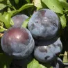 Scion de pluot / hybride Prumix™ Angélique cultivé dans le Tarn - résistant aux maladies - compatible Agriculture Bio