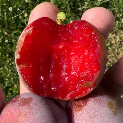 Scion de pluot / hybride Prumix™ Saveur suprême cultivé dans le Tarn - résistant aux maladies - compatible Agriculture Bio