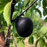 Scion de pluot / hybride Prumix™ Aprisali cultivé dans le Tarn - résistant aux maladies - compatible Agriculture Bio