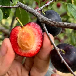 Scion de pluot / hybride Prumix™ Aprisali cultivé dans le Tarn - résistant aux maladies - compatible Agriculture Bio