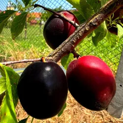 Scion de pluot / hybride Prumix™ Aprisali cultivé dans le Tarn - résistant aux maladies - compatible Agriculture Bio