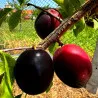 Scion de pluot / hybride Prumix™ Aprisali cultivé dans le Tarn - résistant aux maladies - compatible Agriculture Bio