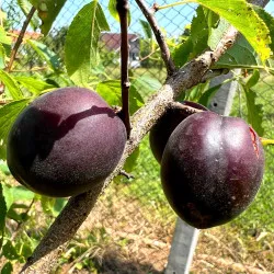 Scion de pluot / hybride Prumix™ Aprisali cultivé dans le Tarn - résistant aux maladies - compatible Agriculture Bio