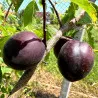 Scion de pluot / hybride Prumix™ Aprisali cultivé dans le Tarn - résistant aux maladies - compatible Agriculture Bio