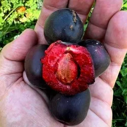 Scion de pluot / hybride Prumix™ Aprisali cultivé dans le Tarn - résistant aux maladies - compatible Agriculture Bio