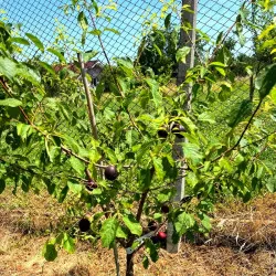 Scion de pluot / hybride Prumix™ Aprisali cultivé dans le Tarn - résistant aux maladies - compatible Agriculture Bio