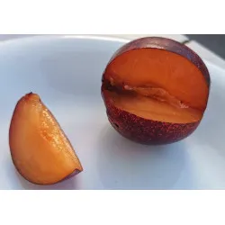 Scion de pluot / hybride Prumix™ Belle de Californie cultivé dans le Tarn - résistant aux maladies - compatible Agriculture Bio