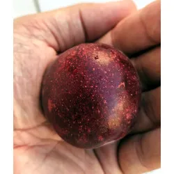 Scion de pluot / hybride Prumix™ Belle de Californie cultivé dans le Tarn - résistant aux maladies - compatible Agriculture Bio