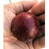 Scion de pluot / hybride Prumix™ Belle de Californie cultivé dans le Tarn - résistant aux maladies - compatible Agriculture Bio