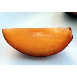 Scion de pluot / hybride Prumix™ Belle de Californie cultivé dans le Tarn - résistant aux maladies - compatible Agriculture Bio