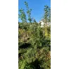 Scion de pluot / hybride Prumix™ Belle de Californie cultivé dans le Tarn - résistant aux maladies - compatible Agriculture Bio