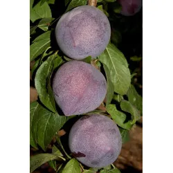 Scion de pluot / hybride Prumix™ Coeur de Bonbon cultivé dans le Tarn - résistant aux maladies - compatible Agriculture Bio