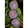 Scion de pluot / hybride Prumix™ Coeur de Bonbon cultivé dans le Tarn - résistant aux maladies - compatible Agriculture Bio