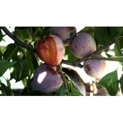 Scion de pluot / hybride Prumix™ Coeur de Bonbon cultivé dans le Tarn - résistant aux maladies - compatible Agriculture Bio