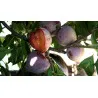Scion de pluot / hybride Prumix™ Coeur de Bonbon cultivé dans le Tarn - résistant aux maladies - compatible Agriculture Bio