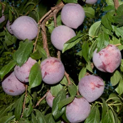 Scion de pluot / hybride Prumix™ Coeur de Bonbon cultivé dans le Tarn - résistant aux maladies - compatible Agriculture Bio
