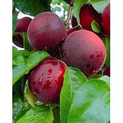 Scion de pluot / hybride Prumix™ Coeur de Cerise cultivé dans le Tarn - résistant aux maladies - compatible Agriculture Bio