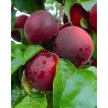 Scion de pluot / hybride Prumix™ Coeur de Cerise cultivé dans le Tarn - résistant aux maladies - compatible Agriculture Bio