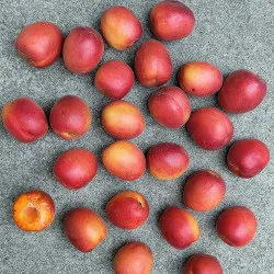 Scion de pluot / hybride Prumix™ Barbapapa cultivé dans le Tarn - résistant aux maladies - compatible Agriculture Bio