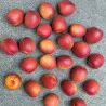 Scion de pluot / hybride Prumix™ Barbapapa cultivé dans le Tarn - résistant aux maladies - compatible Agriculture Bio