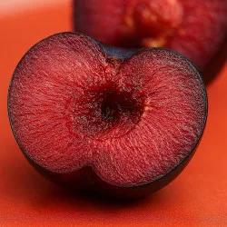 Scion de pluot / hybride Prumix™ Brise d'été cultivé dans le Tarn - résistant aux maladies - compatible Agriculture Bio