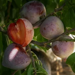 Scion de pluot / hybride Prumix™ Coeur de Bonbon cultivé dans le Tarn - résistant aux maladies - compatible Agriculture Bio