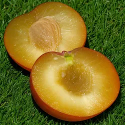 Scion de pluot / hybride Prumix™ Cachottière cultivé dans le Tarn - résistant aux maladies - compatible Agriculture Bio