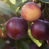 Scion de pluot / hybride Prumix™ Cachottière cultivé dans le Tarn - résistant aux maladies - compatible Agriculture Bio