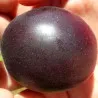 Scion de pluot / hybride Prumix™ Coeur de Cerise cultivé dans le Tarn - résistant aux maladies - compatible Agriculture Bio