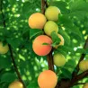Scion de pluot / hybride Prumix™ Cléora cultivé dans le Tarn - résistant aux maladies - compatible Agriculture Bio