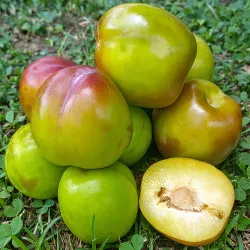 Scion de pluot / hybride Prumix™ Dynamite cultivé dans le Tarn - résistant aux maladies - compatible Agriculture Bio
