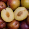 Scion de pluot / hybride Prumix™ Dynamite cultivé dans le Tarn - résistant aux maladies - compatible Agriculture Bio