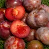 Scion de pluot / hybride Prumix™ Éclat Divin cultivé dans le Tarn - résistant aux maladies - compatible Agriculture Bio