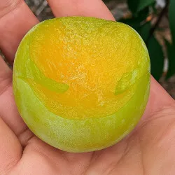 Scion de pluot / hybride Prumix™ Goutte Céleste cultivé dans le Tarn - résistant aux maladies - compatible Agriculture Bio