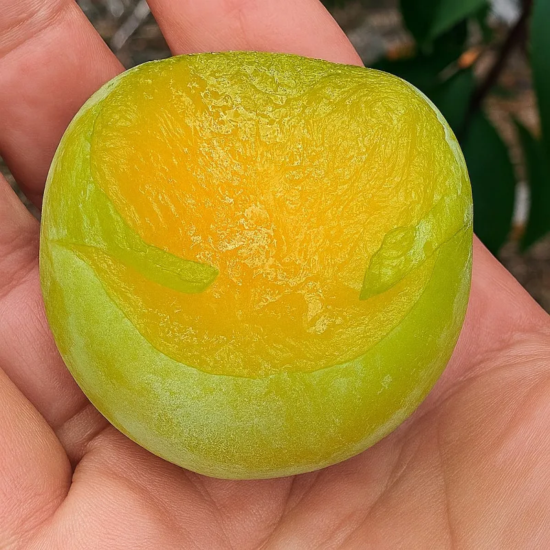 Scion de pluot / hybride Prumix™ Goutte Céleste cultivé dans le Tarn - résistant aux maladies - compatible Agriculture Bio