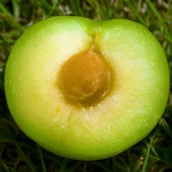 Scion de pluot / hybride Prumix™ Goutte Céleste cultivé dans le Tarn - résistant aux maladies - compatible Agriculture Bio